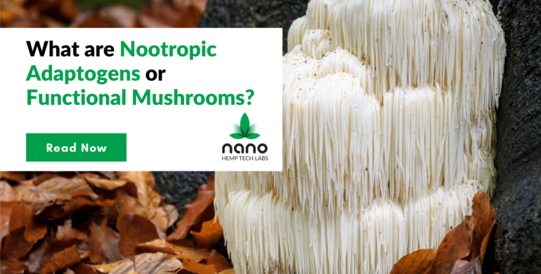Nootropic Mushroom