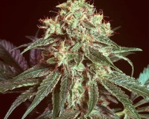 Blitzed Strain