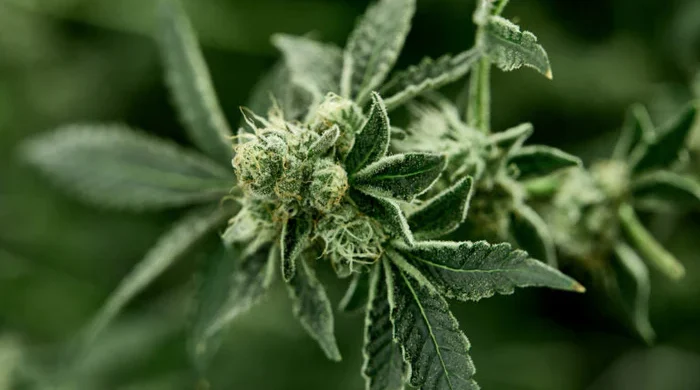 Can you smoke sugar leaves