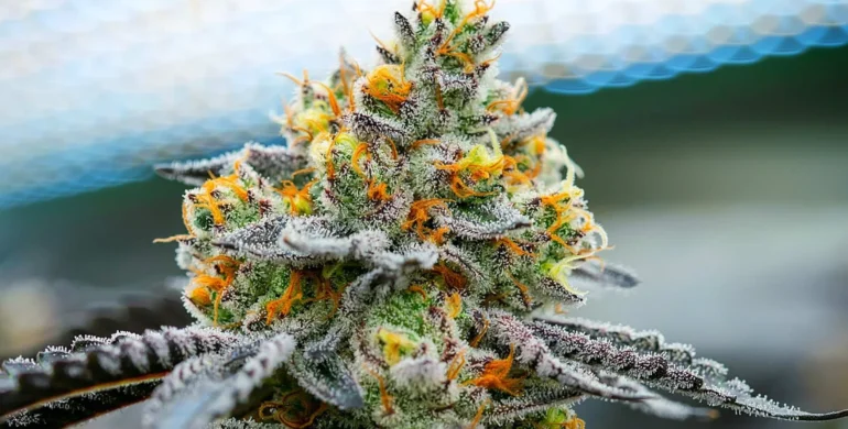 Cann Wholesale