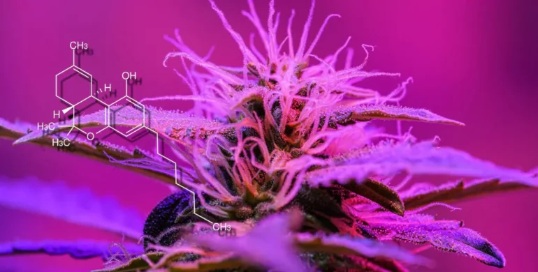 THCP Flower Wholesale